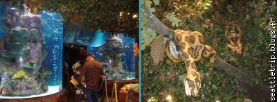 Aquarium et décors de la jungle