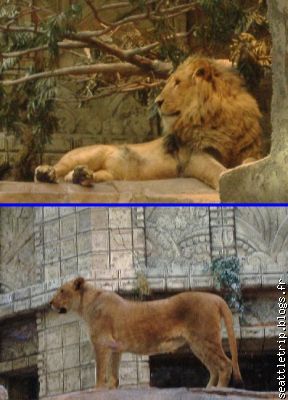 L'attraction de cet hôtel-casino : les lions
